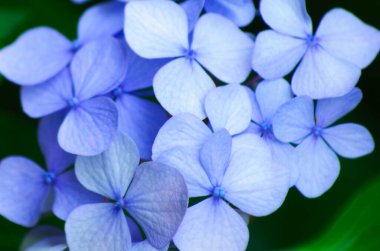 Mavi ortanca çiçekleri kapatın