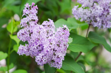 Çiçek açan dallar, seçici odak