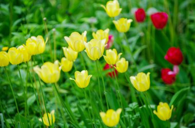 Kırmızı ve Sarı Lale arka plan