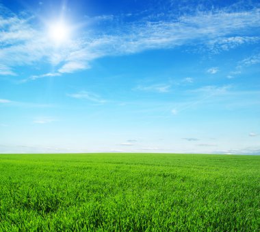 yeşil tarla ve mavi gökyüzü