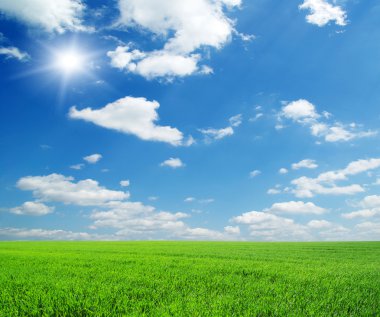 Yazın sonunda tamamen olgunlaşmış buğday tarlaları