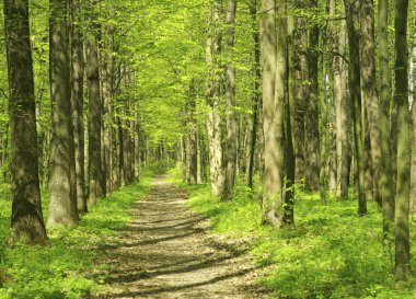 Sabah güzel orman manzarası