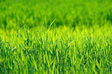 seçici odak ile yeşil çim arka plan