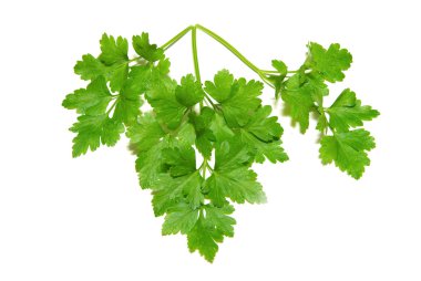 taze ot maydanoz üzerinde beyaz izole