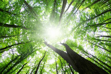 Sabah güzel orman manzarası