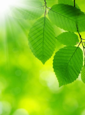 Yeşil yapraklar yeşil arka planlar