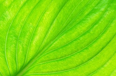 Arkaplan olarak yeşil yaprağın dokusu