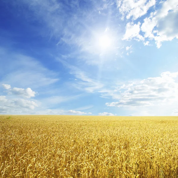 Campo Trigo Céu Azul Com Sol — Fotografia de Stock