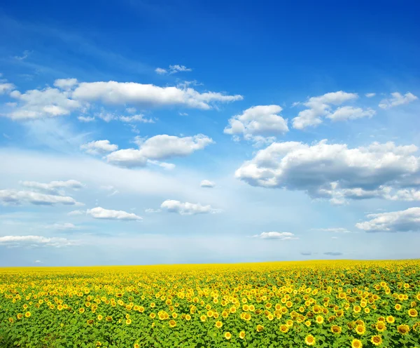 Żółte Pole Słoneczników Przeciwko Błękitnemu Niebu — Zdjęcie stockowe