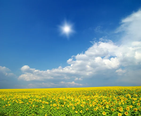 ひまわりと青のフィールド太陽 — ストック写真