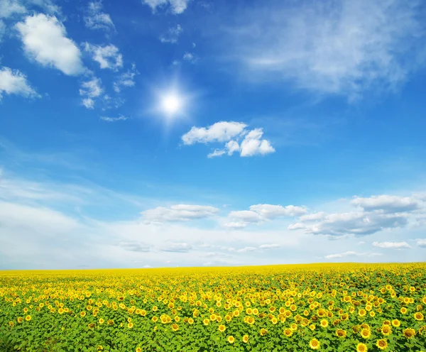 Fält Solrosor Och Blått Sun — Stockfoto