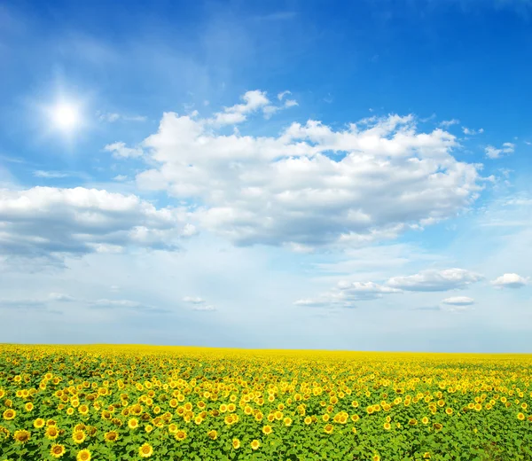 Gebied Van Zonnebloemen Blue Sun — Stockfoto