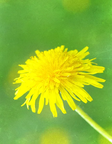 美しいぼけが花とレトロな背景をぼかし — ストック写真