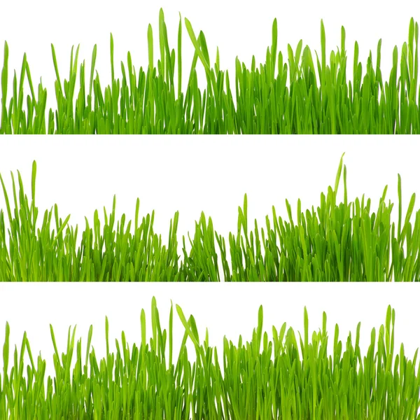 Beyaz arka planda izole edilmiş taze çimenler.