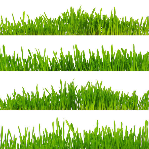 set of fresh grass isolated on white background