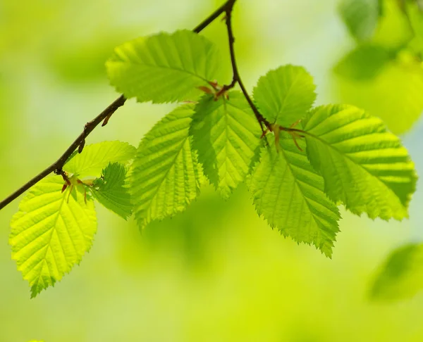 Primavera Lascia Sfondo Nella Giornata Sole — Foto Stock