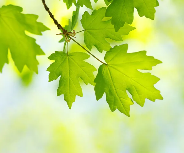 Feuilles Vertes Sur Forêt Été — Photo