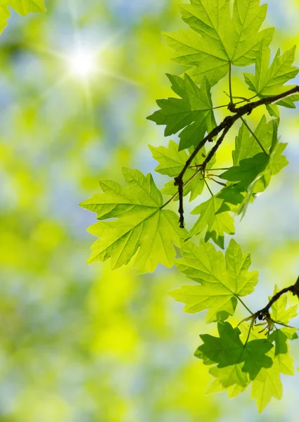 Grüne Blätter Vor Abstraktem Hintergrund — Stockfoto