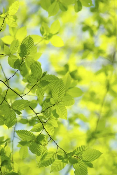 Gröna Blad Grön Bakgrund — Stockfoto