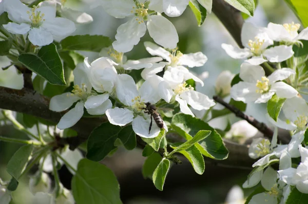 白い花の春の枝 — ストック写真