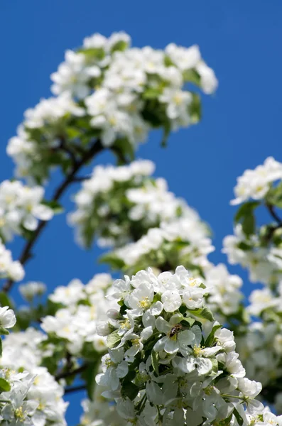 Flor Primavera Manzano Con Flores Blancas — Foto de Stock