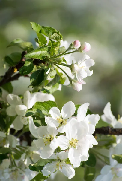 Lente Bloesem Van Apple Boom Met Witte Bloemen — Stockfoto