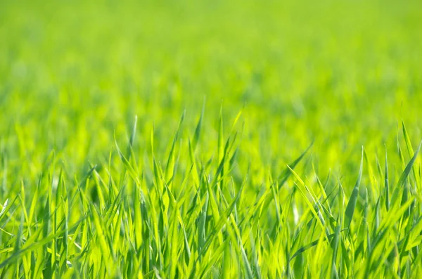 Green Grass Background Selective Focus — Stock Photo, Image