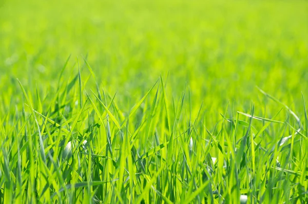 绿色背景的绿草 — 图库照片