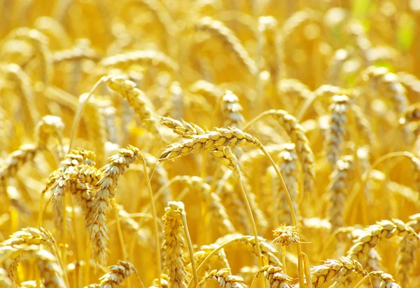 Fields Wheat End Summer Fully Ripe — Stock Photo, Image