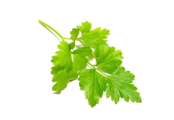 Fresh Herbs Parsley Isolated White — Stock Photo, Image