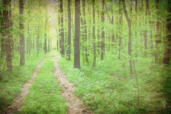 Pfad Grünen Sommerwald — Stockfoto