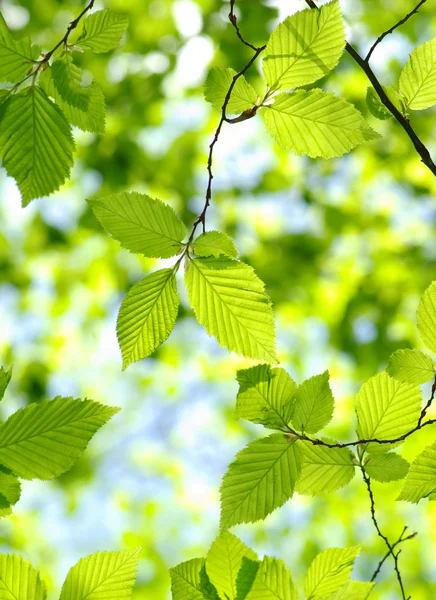 Foglie Verdi Sullo Sfondo Verde — Foto Stock