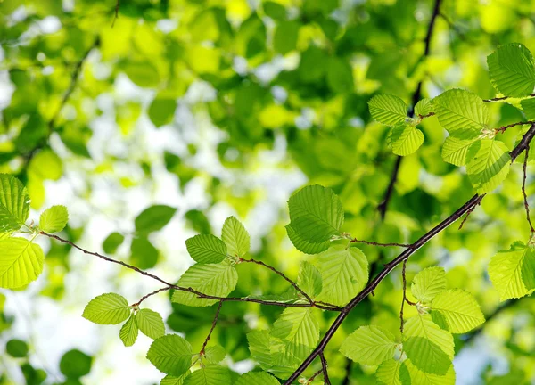 Zielonych Liści Zielonym Tle — Zdjęcie stockowe