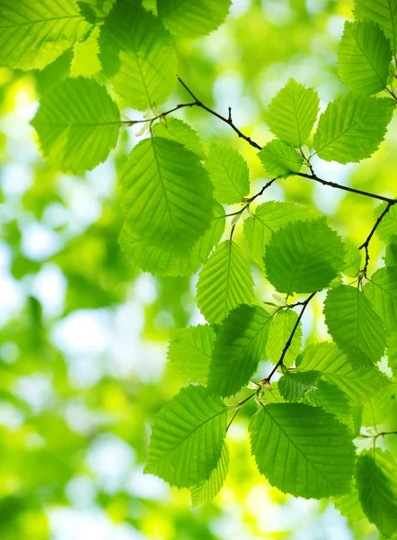 Foglie Verdi Sullo Sfondo Verde — Foto Stock