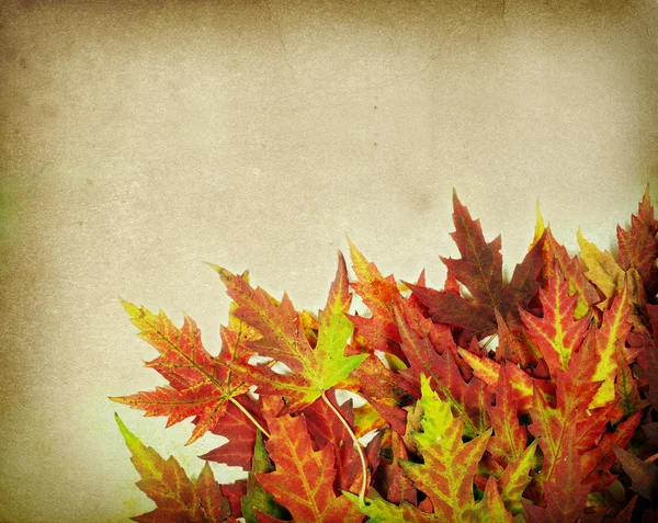 Autumn Maple Leaves Old Paper — Stock Photo, Image