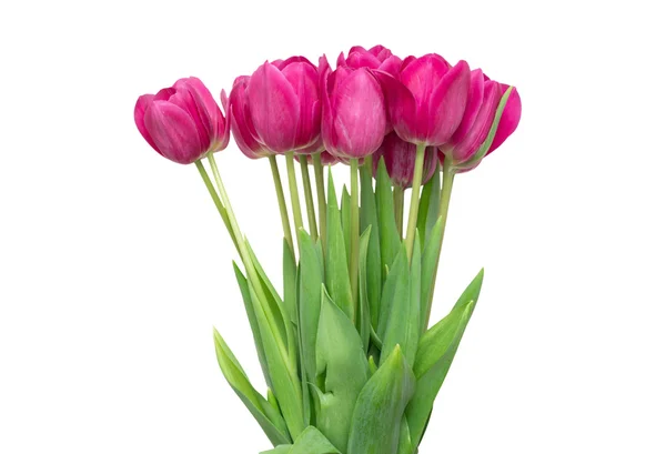 Bouquet Tulips Flowers Isolated White — Stock Photo, Image