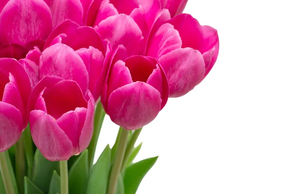 Bouquet Tulips Flowers Isolated White — Stock Photo, Image