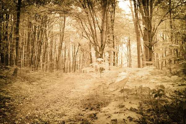 Beautiful forest landscape in the morning — Stock Photo, Image