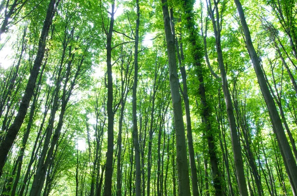 Paisagem Florestal Pela Manhã — Fotografia de Stock