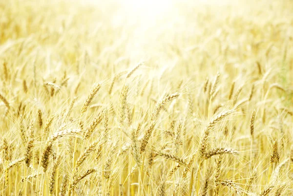 Fields Wheat End Summer Fully Ripe — Stock Photo, Image