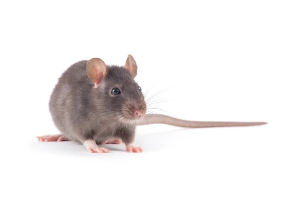 Rat Close Isolated White Background — Stock Photo, Image