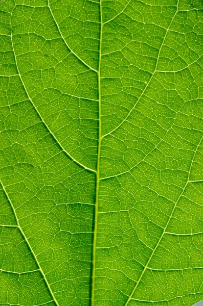 Texture Una Foglia Verde Come Sfondo — Foto Stock