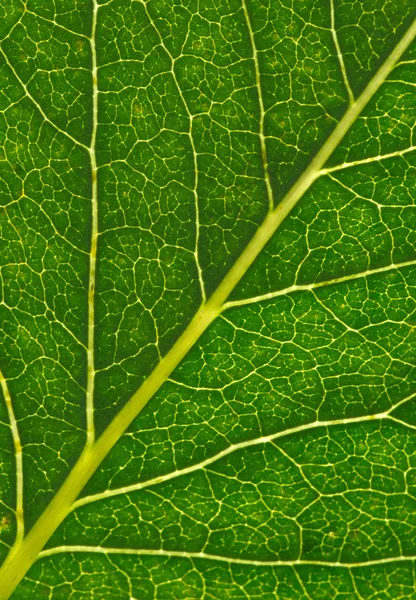 Textura Una Hoja Verde Como Fondo —  Fotos de Stock