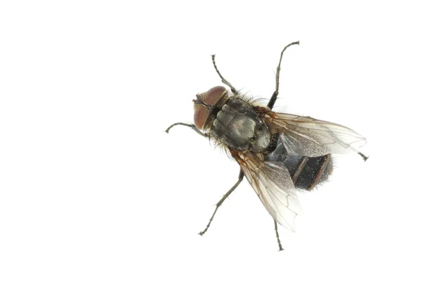 Flyga Isolatet Vit — Stockfoto