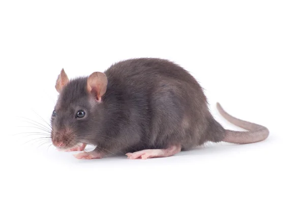 Rat Close Isolated White Background Stock Picture