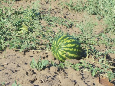 Karpuz - bütün bitki.