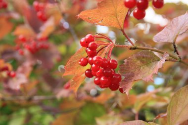 Guelder-gül (kartopu, kartopu ağaç)