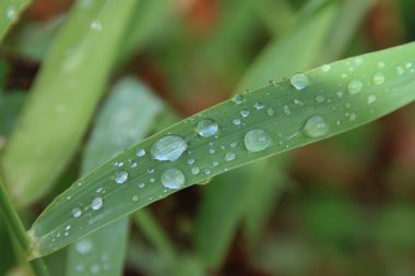 Su yeşil yaprağa düşer.
