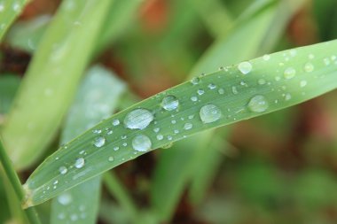 Su yeşil yaprağa düşer.