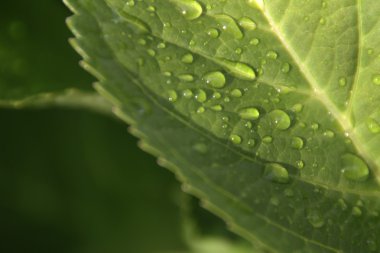 Su yeşil yaprağa düşer.